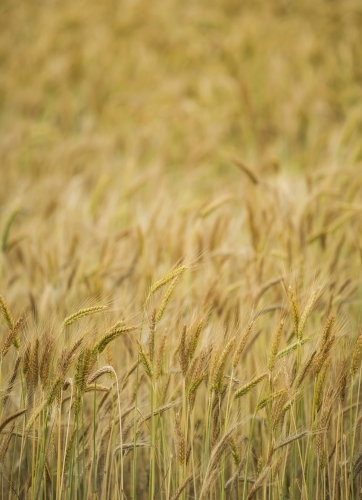 Seed-heads of cereal crop (wheat or triticale) - Australian Stock Image