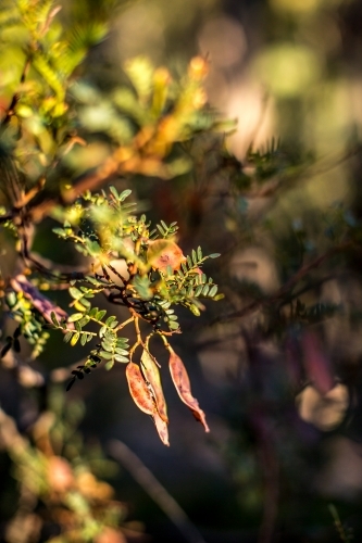 Seed pods from a native shrub glow in the early morning light - Australian Stock Image