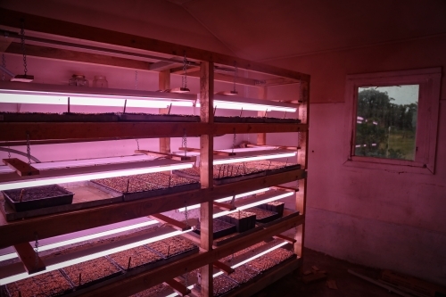 Seed raising on flower farm indoors under pink grow lights - Australian Stock Image