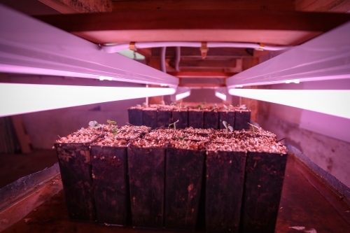 Seed raising on flower farm indoors under pink grow lights - Australian Stock Image