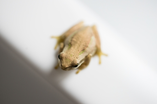 selective focus and shallow depth of field on the head of a small amphibian tree frog - Australian Stock Image