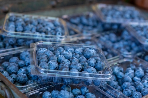 Selective focus of punnets of fresh juicy blueberries - Australian Stock Image