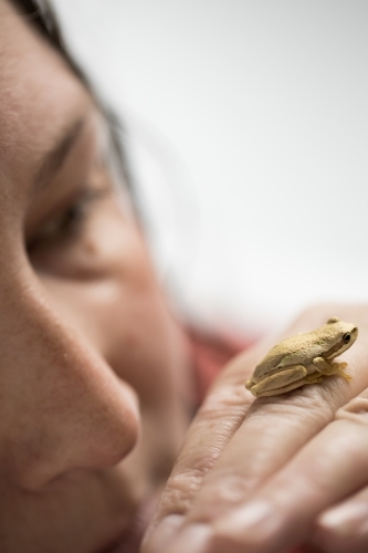 selective focus on the small amphibian tree frog, a person is looking at it and is blurred behind - Australian Stock Image