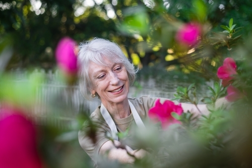 senior woman gardening - Australian Stock Image