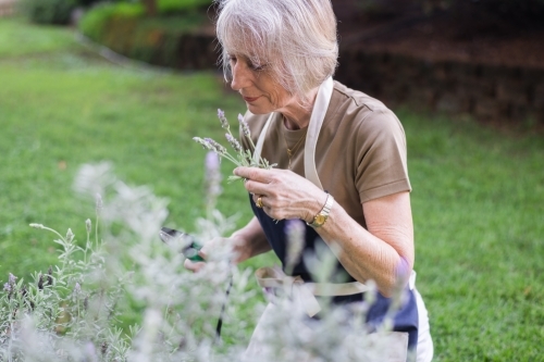 senior woman gardening - Australian Stock Image