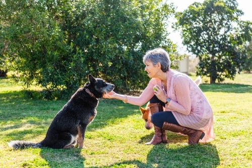 Senior woman playing with her pet dogs outside with a ball - Australian Stock Image
