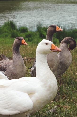 Several grey and white geese grooming themselves beside a dam - Australian Stock Image