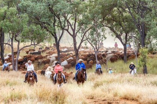 Several horse riders mustering a mob of cattle through light timber. - Australian Stock Image