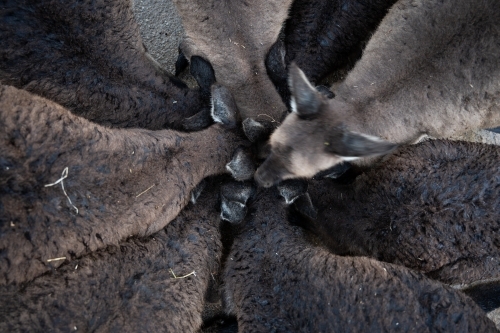 Several Kangaroos head joined together forming a circle while eating - Australian Stock Image