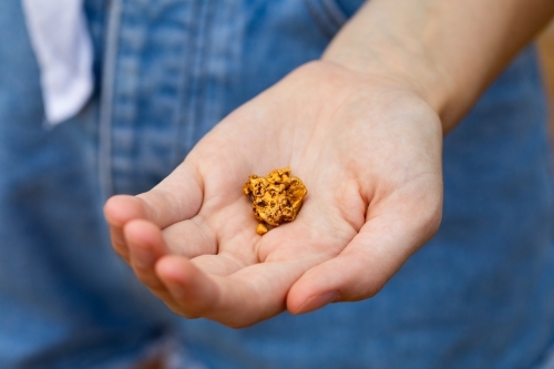 several small gold nuggets held in the hands of a girl - Australian Stock Image