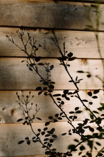 Shadow of rose bush leaves on rustic wood panel wall in the late afternoon sun - Australian Stock Image