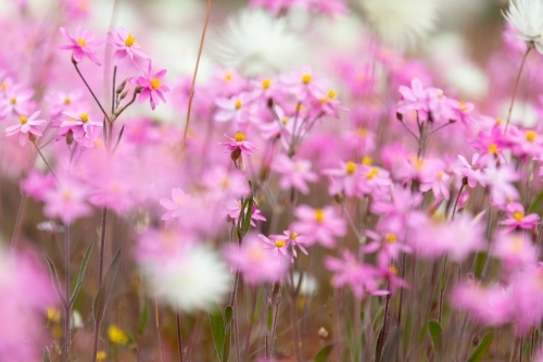 shallow depth of field blurred pink and white wildflowers - Australian Stock Image