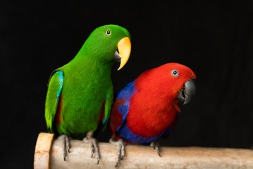 shallow depth of field photo of captive bred pet sexually dimorphic Eclectus roratus parrots sitting - Australian Stock Image