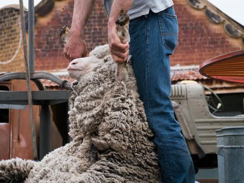 Shearer dragging a sheep ready to shear - Australian Stock Image