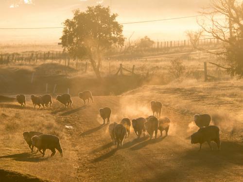 Sheep crossing a rural dirt road on frosty and misty morning - Australian Stock Image