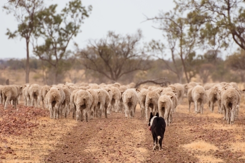 Sheep dog following behind merino sheep - Australian Stock Image