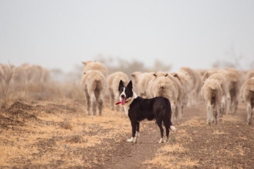 Sheep dog following behind merino sheep - Australian Stock Image