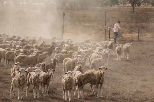 Sheep facing camera with girl in background - Australian Stock Image