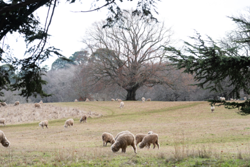 Sheep grazing in wintry farm landscape - Australian Stock Image