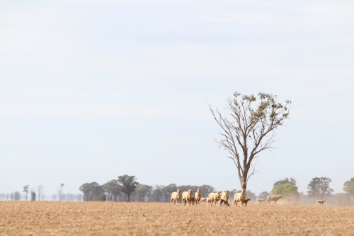 sheep in a dry paddock in summer haze - Australian Stock Image