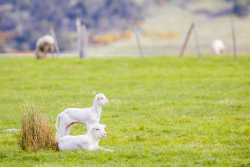 Sheep in a field near Swansea and Freycinet Peninsula on a warm spring day in Tasmania, Australia - Australian Stock Image