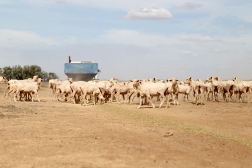 sheep in drought - Australian Stock Image