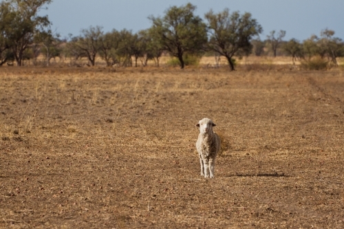 Sheep in paddock looking  straight ahead - Australian Stock Image