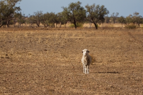 Sheep in paddock looking  straight ahead