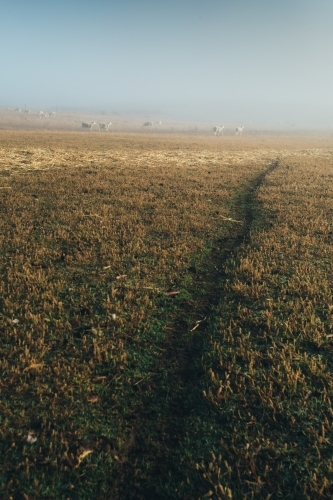 Sheep in the distance, standing in a paddock - Australian Stock Image