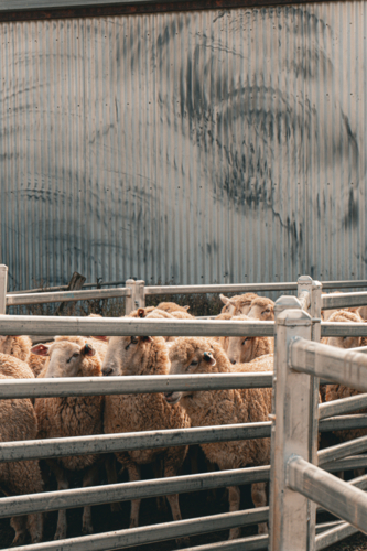 Sheep in the yards against an iron wall - Australian Stock Image