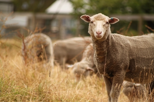 Sheep looking at camera - Australian Stock Image