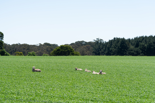 sheep lying down in a green field - Australian Stock Image