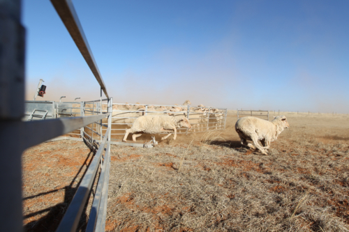 Sheep running from dusty livestock yards on dry farm - Australian Stock Image