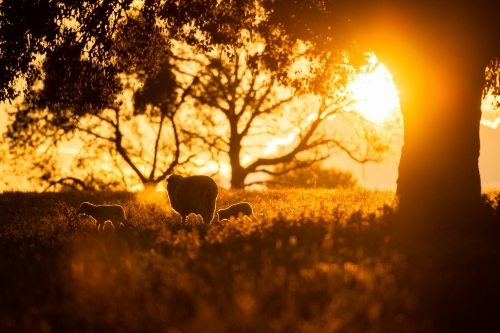 Sheep silhouettes at sunset in winter - Australian Stock Image