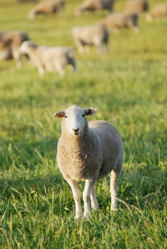 Sheep standing in a green grassy field in a paddock - Australian Stock Image