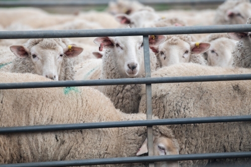 Sheep together in a pen waiting to be shorn. - Australian Stock Image