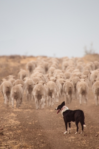 Sheep walking away with dog - Australian Stock Image