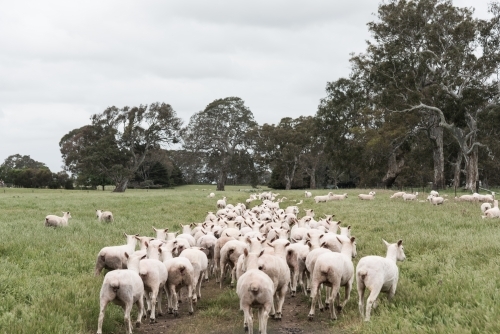 Sheep walking through paddock on farm on shearing day - Australian Stock Image