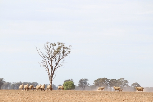 Sheep with no grass in dusty paddock - Australian Stock Image