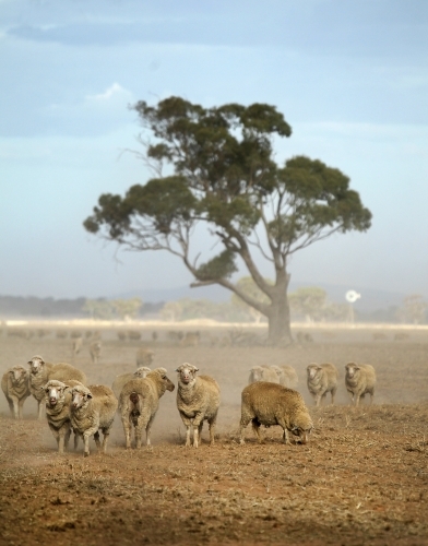 Sheep with no grass in dusty paddock - Australian Stock Image