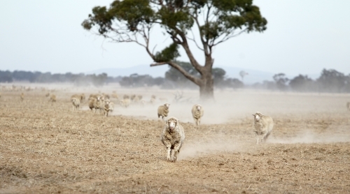 Sheep with no grass in dusty paddock - Australian Stock Image