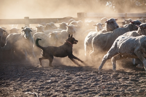 Sheepdog working sheep in dusty yards - Australian Stock Image