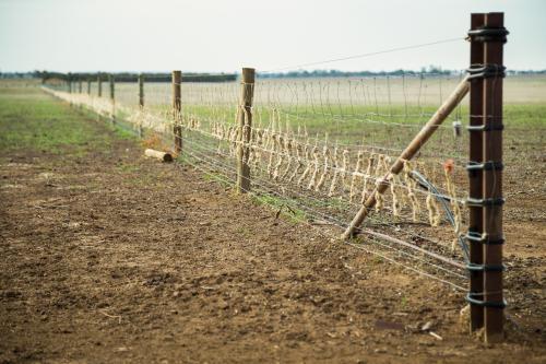 Sheeps wool stuck along a fenceline - Australian Stock Image