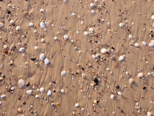 Shells, pebbles and water rivulets in brown beach sand - Australian Stock Image