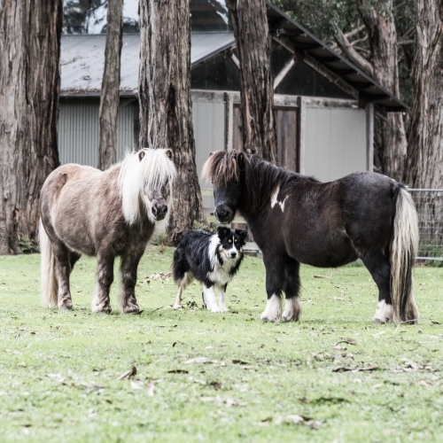 Shetland Ponies & Dog, on the farm - Australian Stock Image