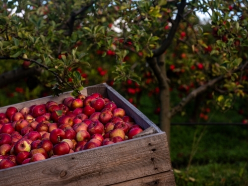 Shiny red apples in a wooden bin in a fruit orchard - Australian Stock Image