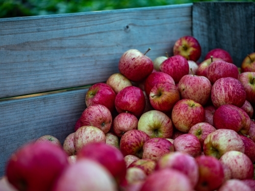 Shiny Red Apples in an apple bin in the orchard - Australian Stock Image