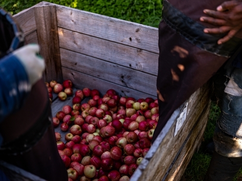 Shiny Red Apples in an wooden bin in fruit Orchard - Australian Stock Image