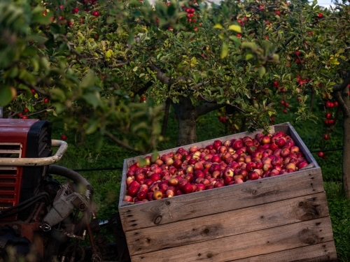 Shiny Red Apples in an wooden bin in fruit Orchard - Australian Stock Image