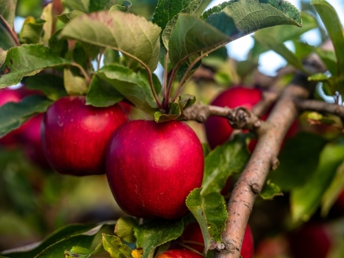 Shiny red apples on an fruit tree in the orchard - Australian Stock Image